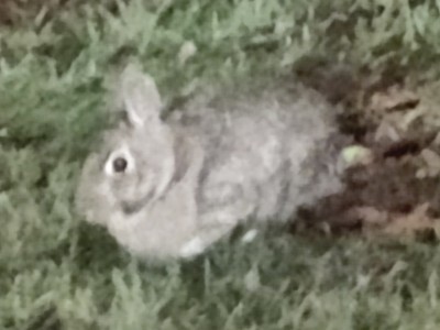 Grey bunny chilling in the grass