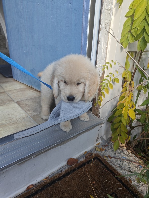 Golden retriever puppy chewing on a slipper at Rix's
doorstep