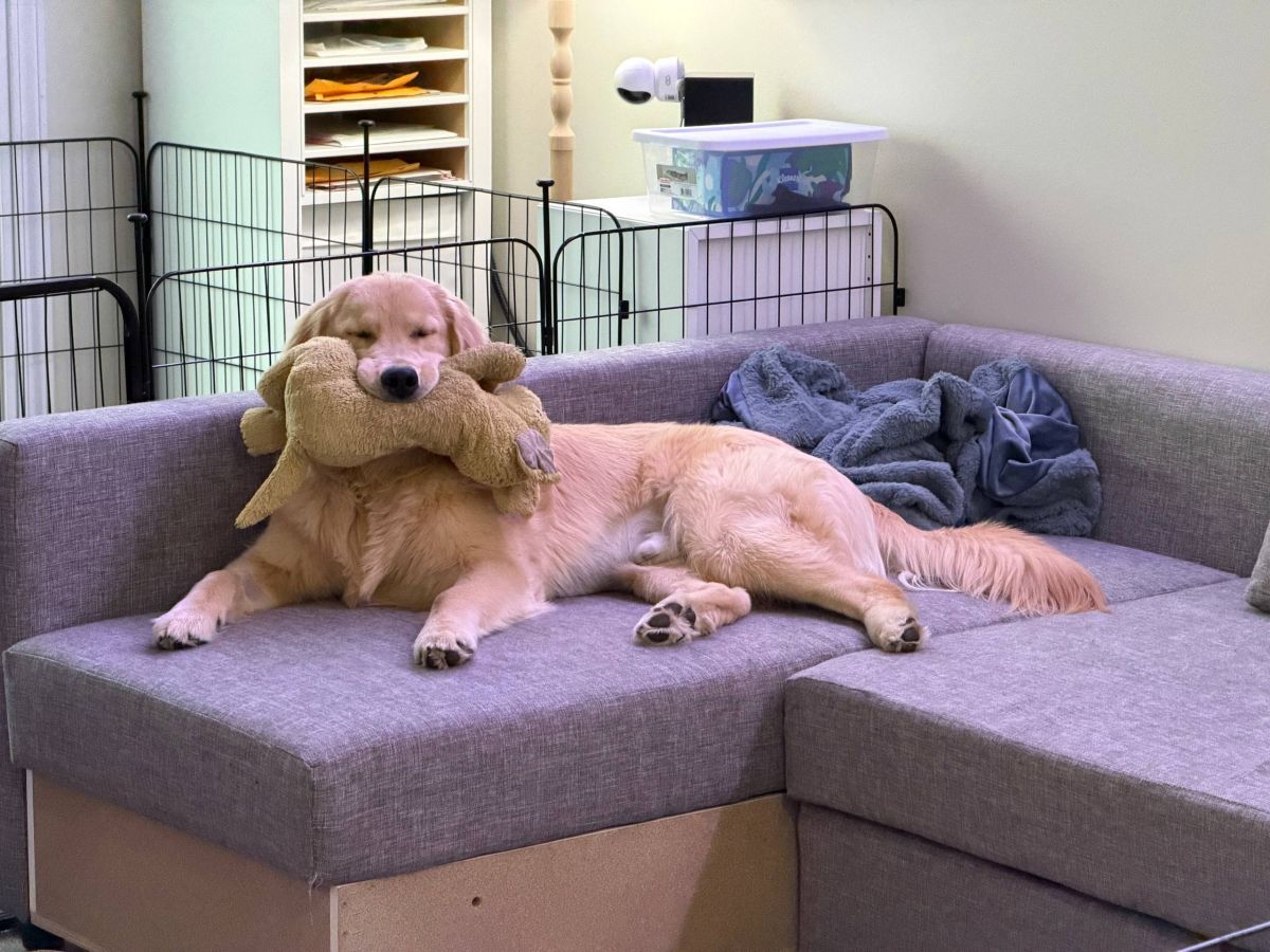 Dog, much larger, with same plush in mouth