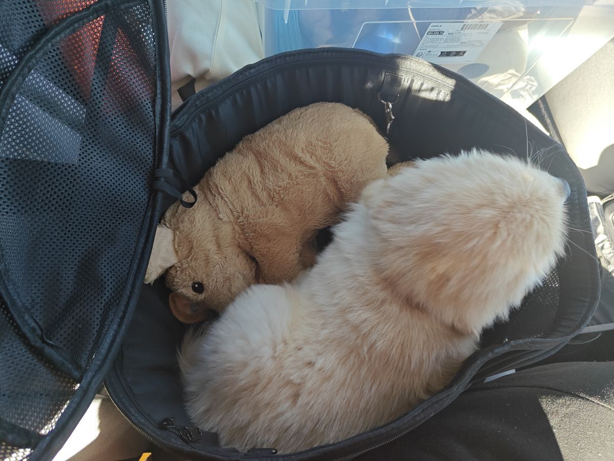 Puppy and plush in bucket-shaped car seat